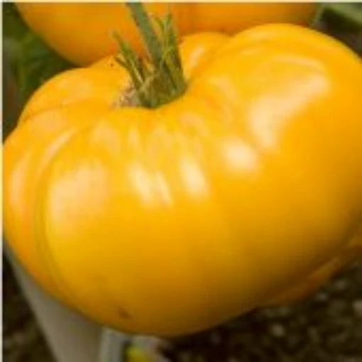 Light Yellow Giant Belgium Tomato Seeds - Heirloom, Non-GMO, High Yield Seeds for Planting