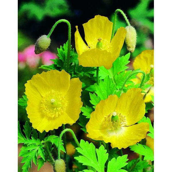 Meconopsis Cambrica Flower Seeds for Planting – Heirloom, Non-GMO Organic Garden Seeds with High Germination