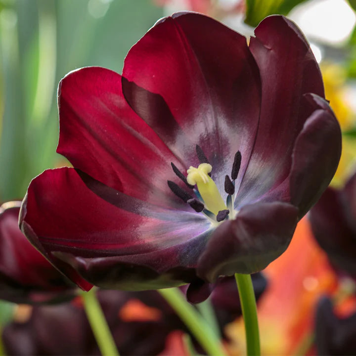 Heirloom Non-GMO Jackpot Tulip Bulbs for Planting – Vibrant Spring-Blooming Garden Flowers