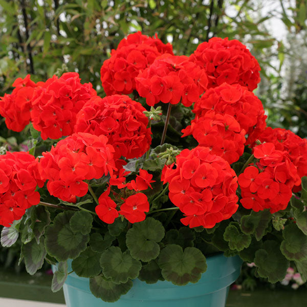 Pelargonium Flower Seeds for Planting - Red 100 pcs