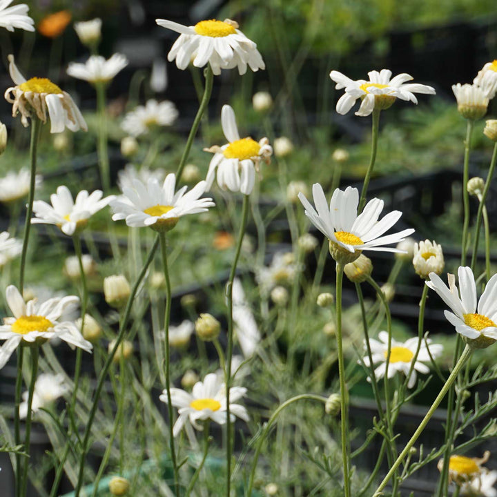 Heirloom White Cinerariifolium Flower Seeds, Non-GMO Natural Insect-Repellent Blooms for Garden Planting