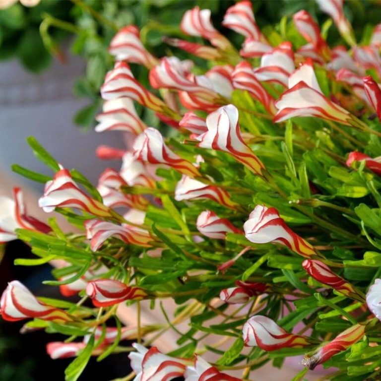 Oxalis Versicolor Orange Seeds for Planting – Heirloom, Non-GMO, High Germination Organic Garden Flower Seeds