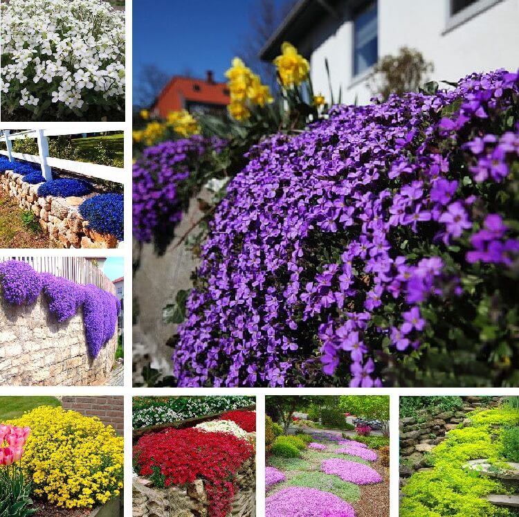 planting red creeping thyme seeds Creeping Thyme Flower Seeds Mix for Planting – Heirloom & Non-GMO Gard – Neeraseeds