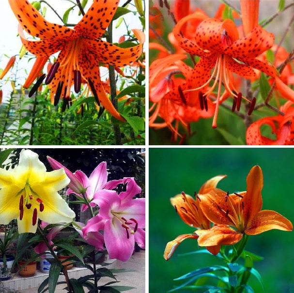 Mixed Color Lilium Flower Seeds for Planting 100 pcs