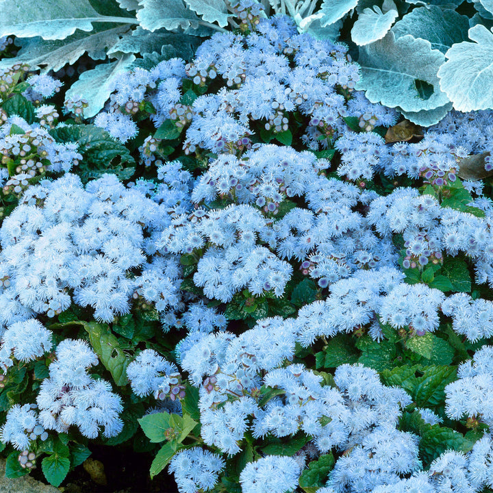 Ageratum Ball Sky blue Flower seeds for planting – Heirloom and Non-GMO garden seeds