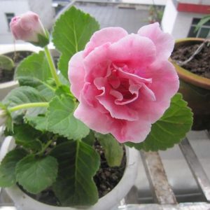 Lyserød Gloxinia blomsterfrø til plantning - 100 stk