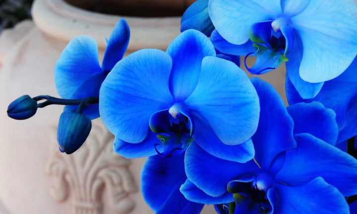 Blue Phalaenopsis Orchid Flower Seeds 100 pcs