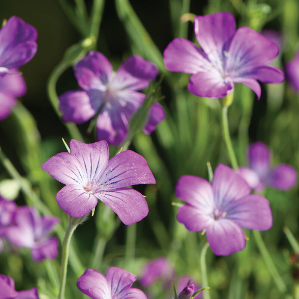 purple agrostemma flower seeds
