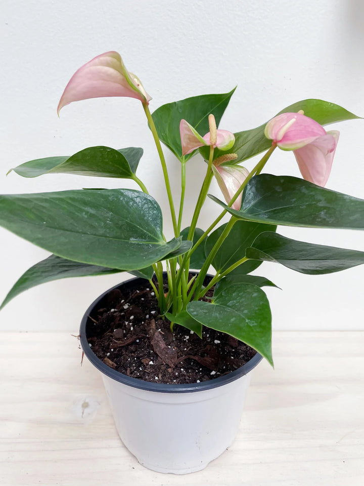 Anthurium Hvid Pink Blomsterfrø til Plantning 100 stk