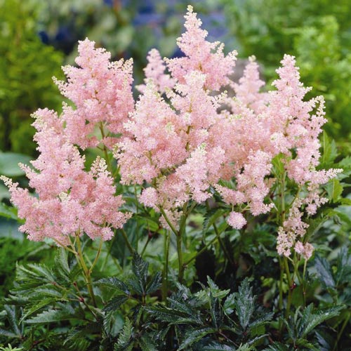 Light Pink Astilbe Seeds for Planting – Organic, Heirloom, Non-GMO, High Germination Garden Flower Seeds