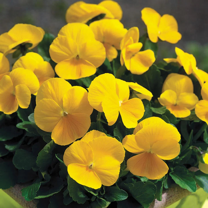 Yellow Pansy Flower Seeds – Non-GMO Seeds for Vibrant Garden Planting