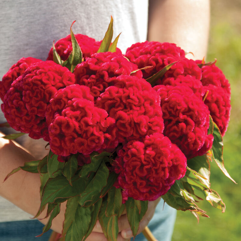 celosia flower flower seeds