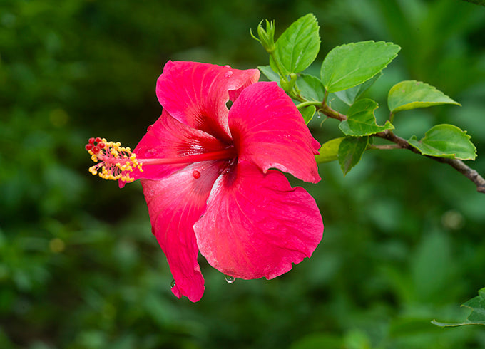 red pink flower seeds