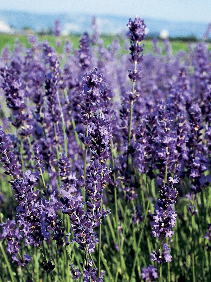 Provence Lavender Flower Seeds for Planting Mixed Color 100 pcs