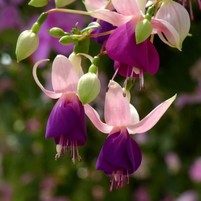 Fuchsia Flower Seeds for Planting Light Green Blue 100 pcs