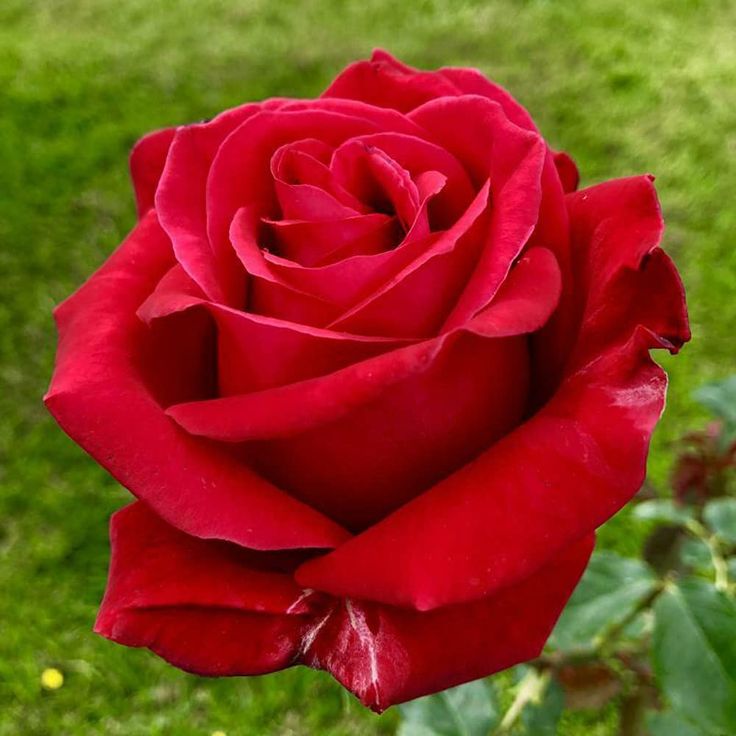 Rose Flower Seeds for Planting - Red 100 pcs