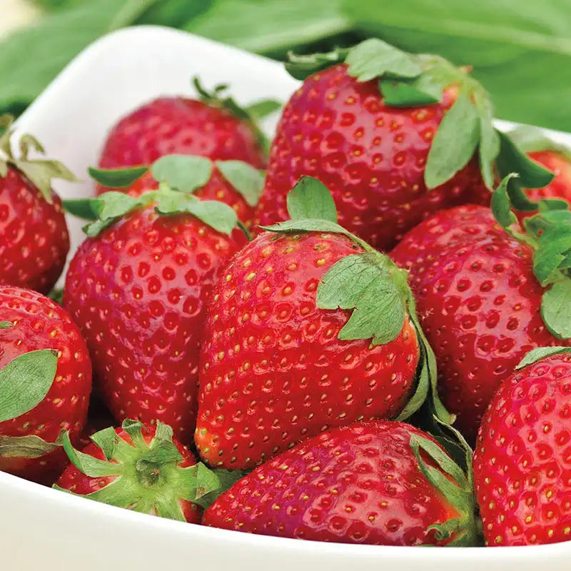Albion Strawberry Fruit Seeds for Planting – High-Yield, Sweet Berries, Heirloom, High Germination, Non-GMO Organic Garden Seeds