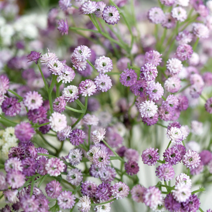 Gypsophila Blomsterfrø til Plantning Lysviolet 100 stk