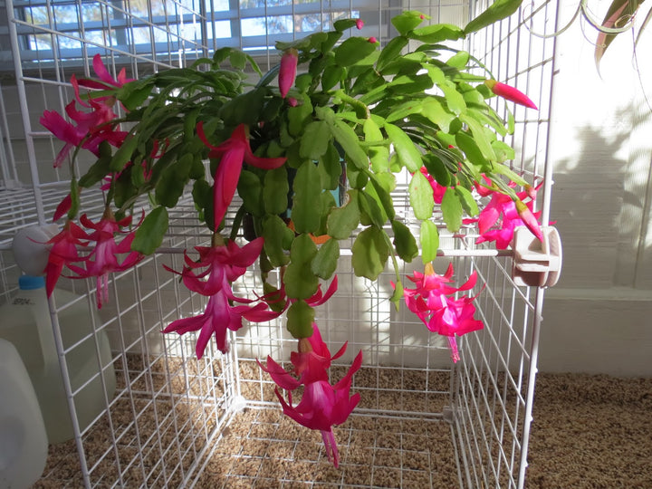 Mixed Schlumbergera Flower Seeds – Heirloom Non-GMO Seeds for Planting