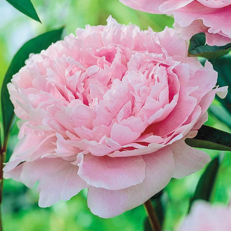 Pink Peony Flower Seeds for Planting – Heirloom, Non-GMO Seeds, High Germination, Perennial Garden Blooms