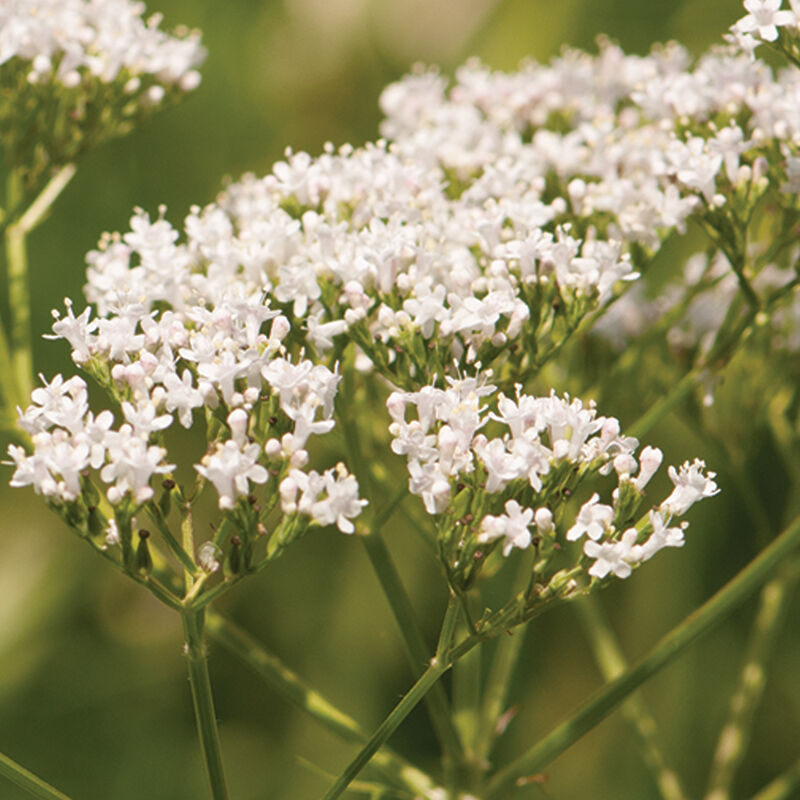 Valerian Root Seeds for Planting – Heirloom, Non-GMO Medicinal Herb Seeds (Valeriana officinalis) for Natural Sleep & Wellness Gardens