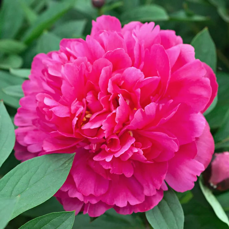Paeonia Flower Seeds – Heirloom Non-GMO Peony Blooms for Elegant Garden Planting