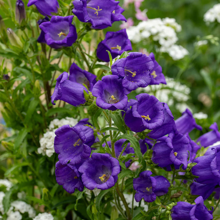 Violet Canterbury Bells Flower Seeds for Planting – Heirloom Non-GMO Garden Seeds