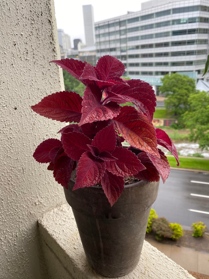 Red Dragon Coleus Plant Seeds – Heirloom Non-GMO High Germination Organic Garden Seeds for Planting