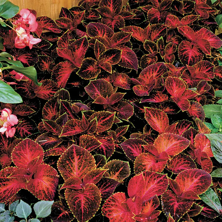 Heirloom Velvet Red Coleus Seeds for Planting – Non-GMO High Germination Vibrant Foliage