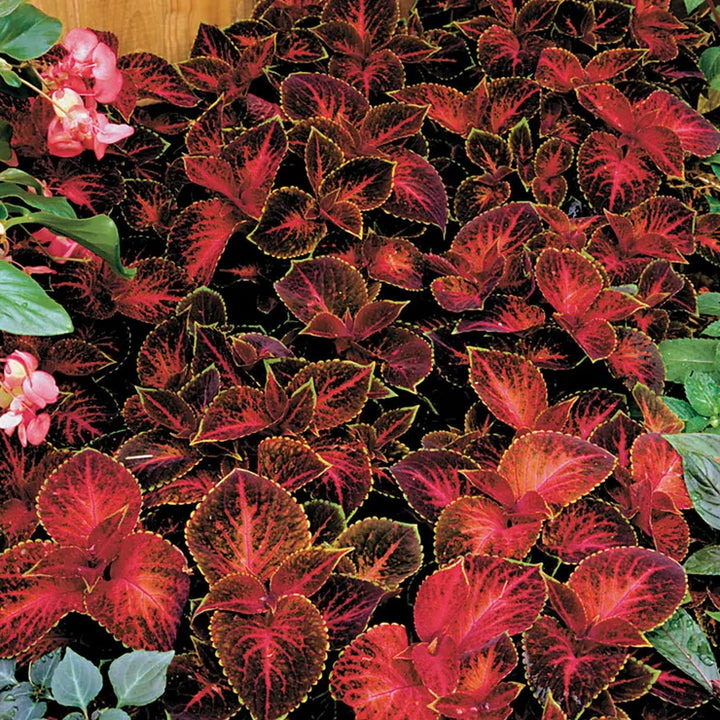Heirloom Velvet Red Coleus Seeds for Planting – Non-GMO High Germination Vibrant Foliage