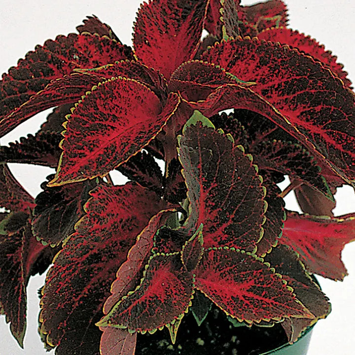 Heirloom Velvet Red Coleus Seeds for Planting – Non-GMO High Germination Vibrant Foliage