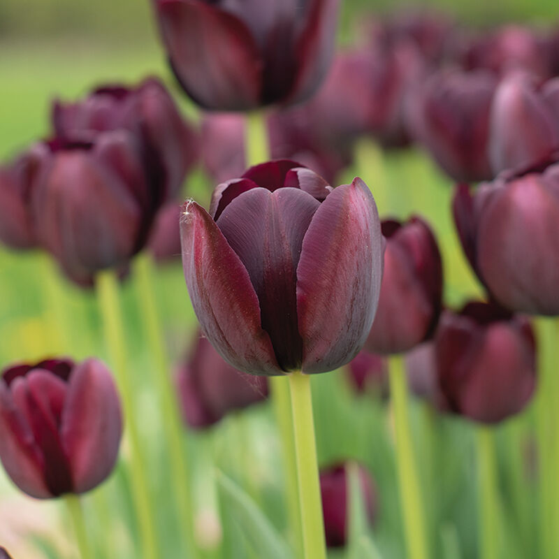 Nattens dronning tulipanblomsterfrø til plantning, elegante mørke tulipaner