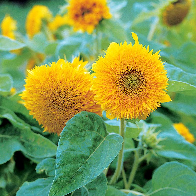 Teddy Bear Sunflower Seeds for Planting Heirloom Non-GMO Flower Seeds