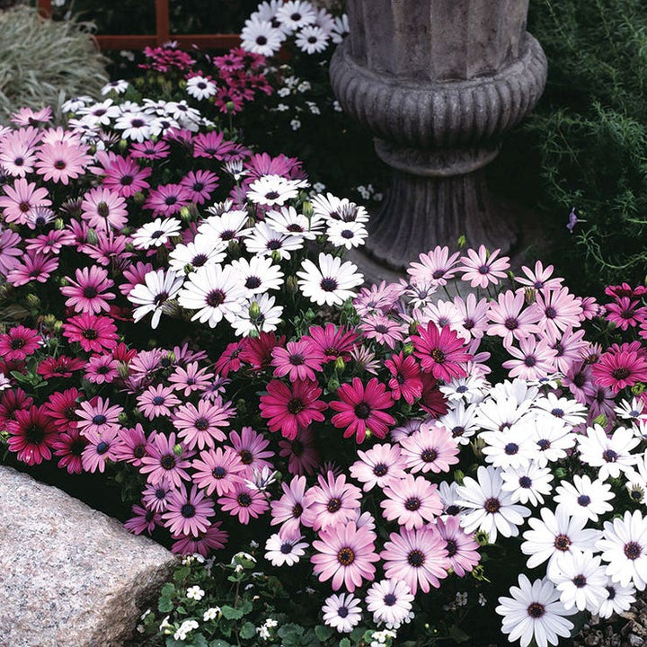 Osteospermum Flower Seeds Mixed Varieties – Heirloom Non-GMO, High Germination Organic Garden Daisy Seeds for Planting