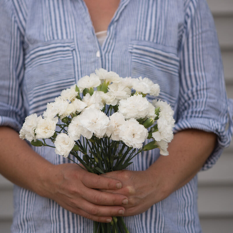 Friske nellikeblomsterfrø til udplantning, Hvide 100 stk