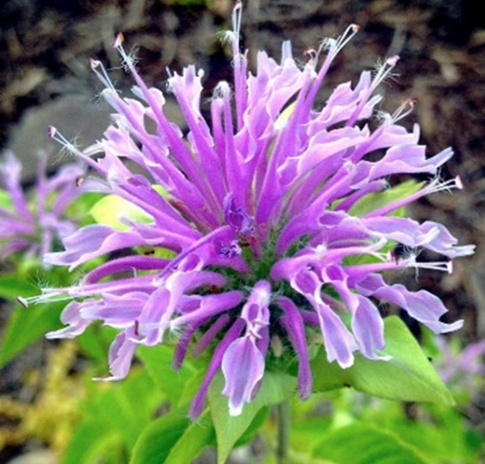 bergamot wild flower seeds
