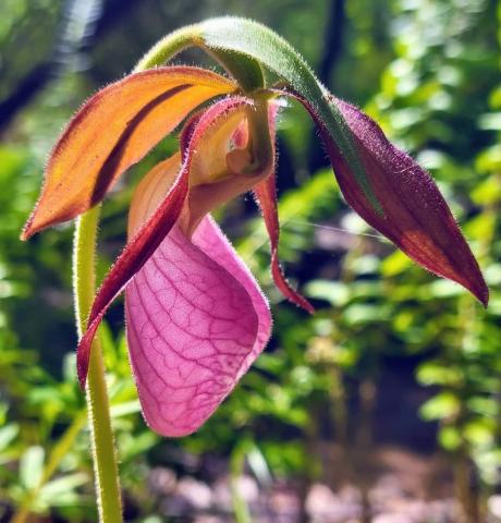 Pink Lady's Slipper Orkidé Blomsterfrø til udplantning 100 stk