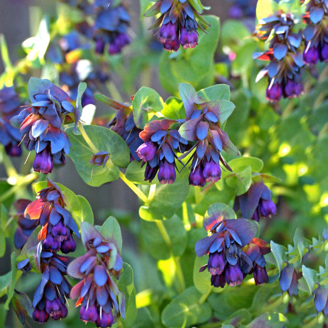 blue shrimp flower seeds