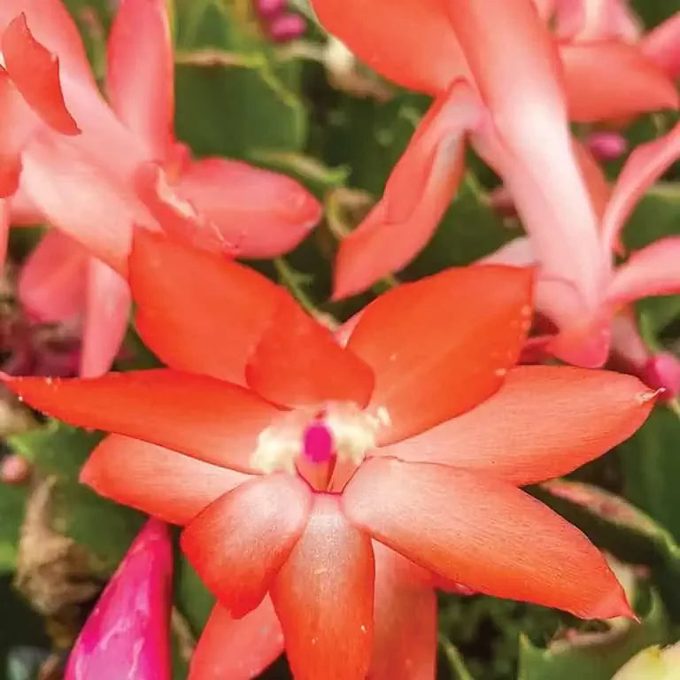 Orange Schlumbergera Plant Seeds for Planting – Heirloom, Non-GMO, High Germination Christmas Cactus Seeds