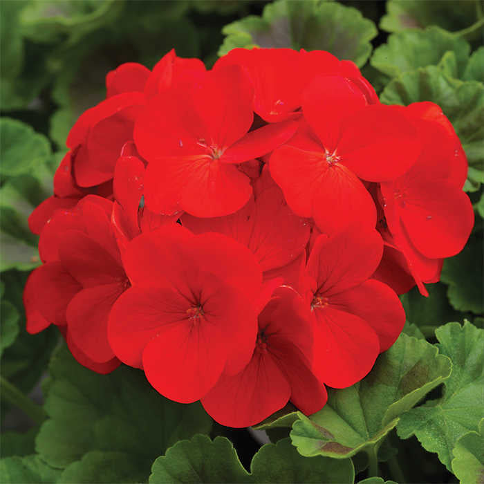 Red Geranium Breakaway Flower Seeds for Planting - 100 pcs