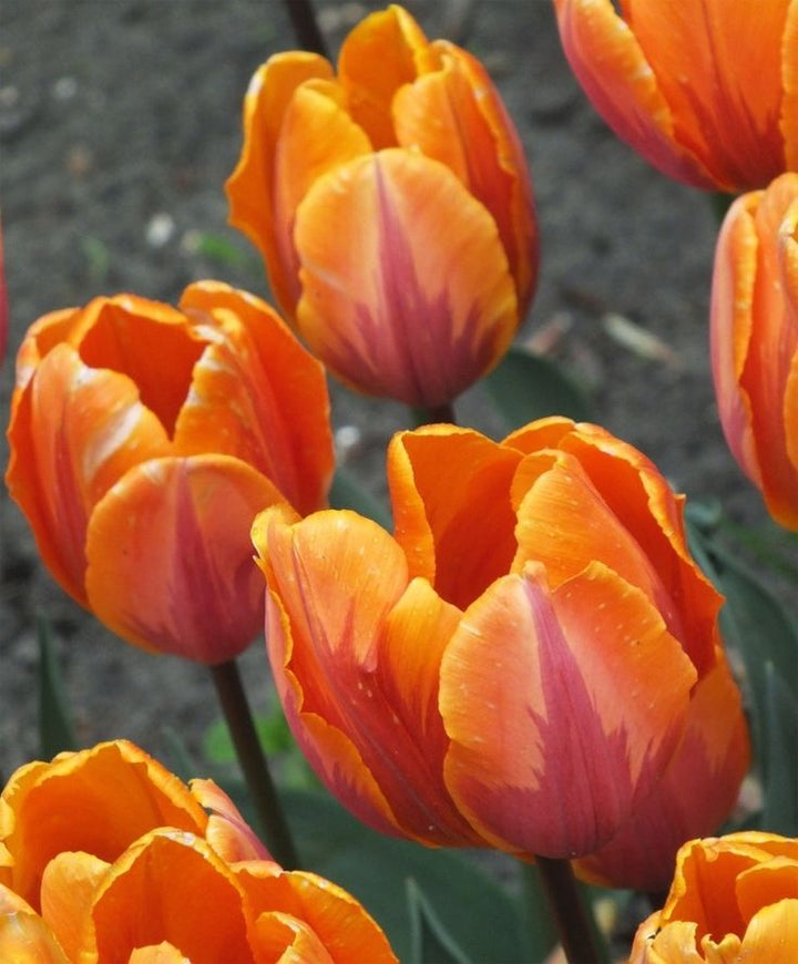 Orange Purple Tulip Flower Seeds for Planting | Vibrant Heirloom Non-GMO Organic Garden Seeds | High Germination