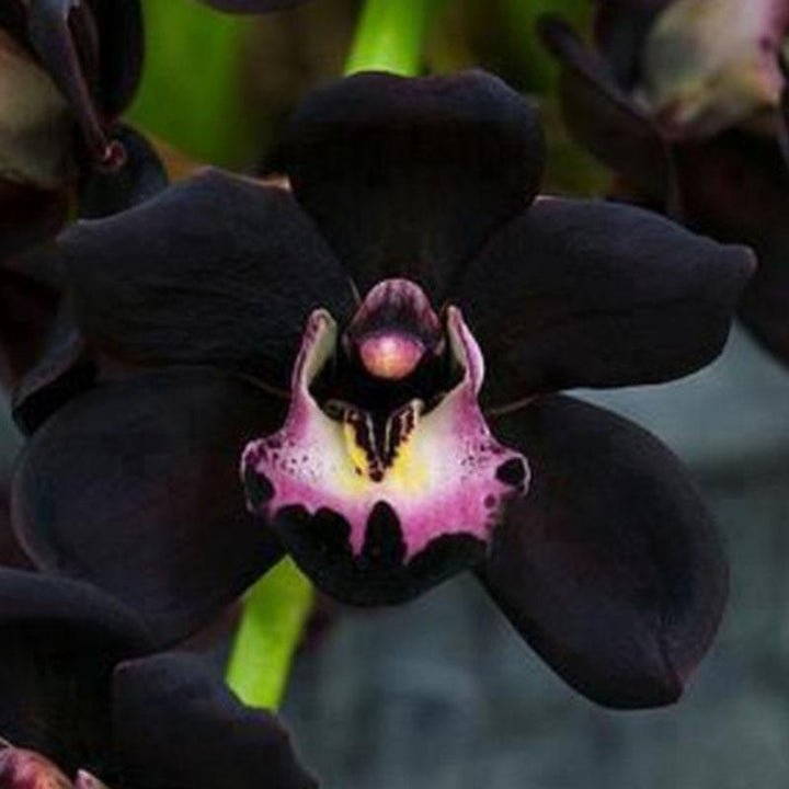 Black Cymbidium Faberi Seeds for Planting - 100 pcs