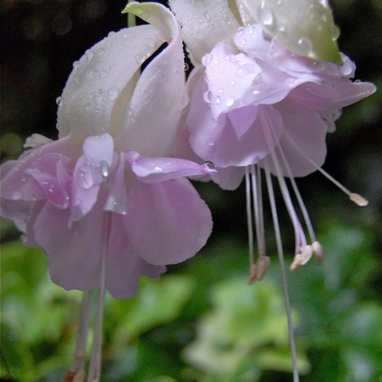 Fuchsia blomsterfrø til plantning Lysviolet 100 stk