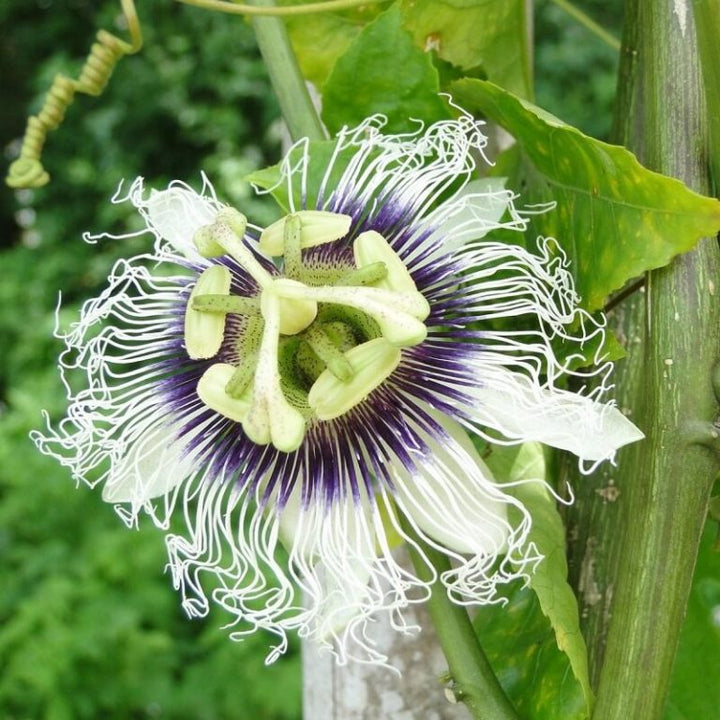 Friske passionsblomstfrø til udplantning, blandet 100 stk