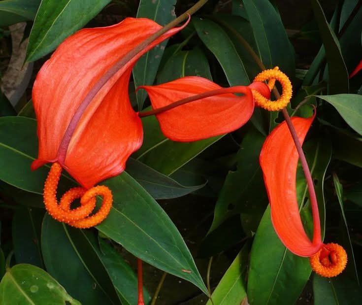 heirloom pigtail flower seeds