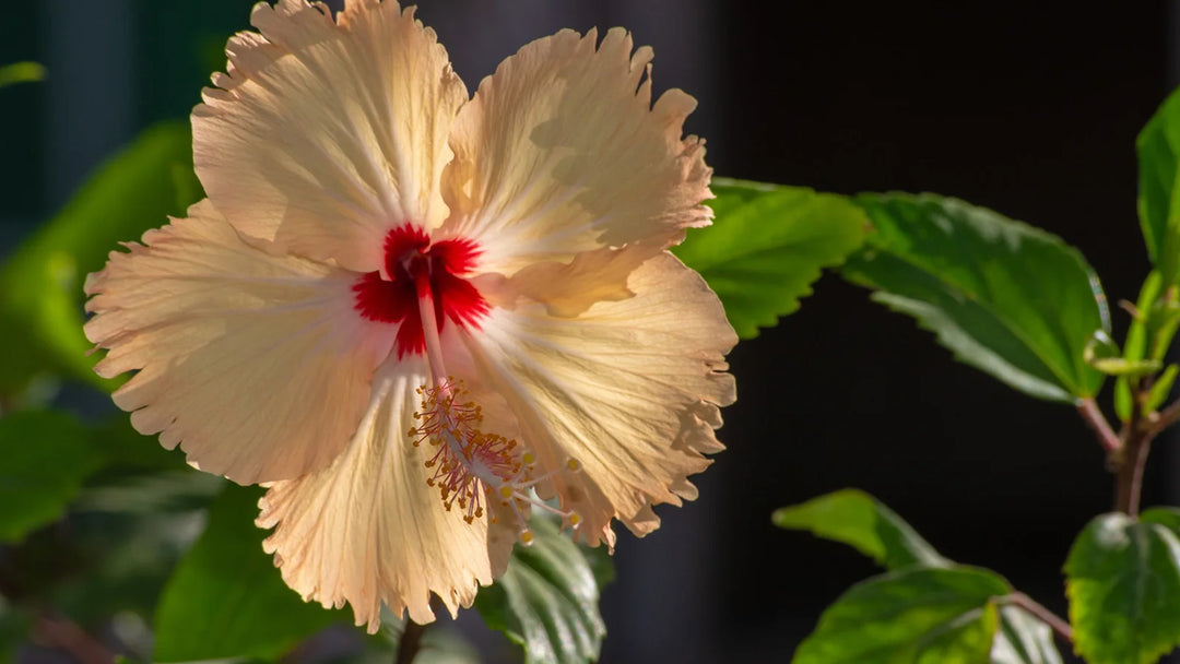 Light Orange Hibiscus Flower Seeds - 100 pcs