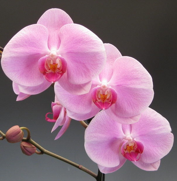 Light Purple Phalaenopsis Orchid Flower Seeds for Planting – Heirloom, Non-GMO, High Germination Garden Seeds