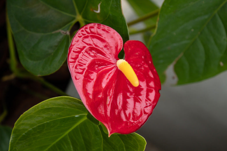 Red Anthurium Flower Seeds for Planting - 100 pcs