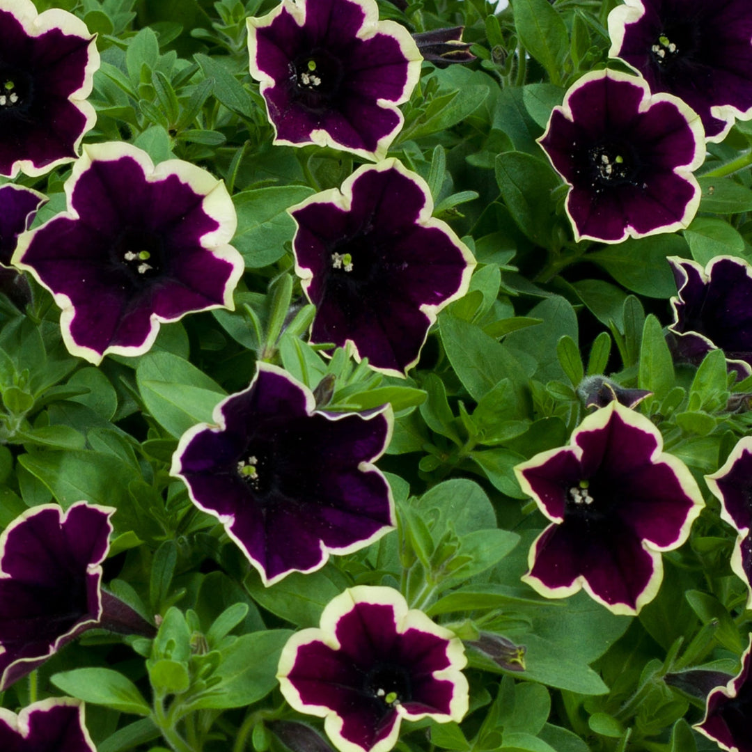 purple dark flower seeds