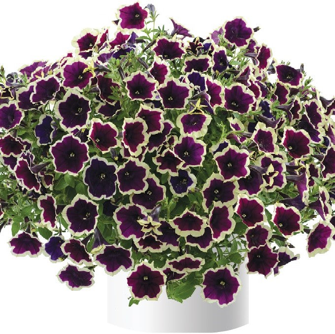 Dark Purple Magenta Petunia Seeds for Planting - Heirloom, NON-GMO Flower Seeds - Vibrant Blooms